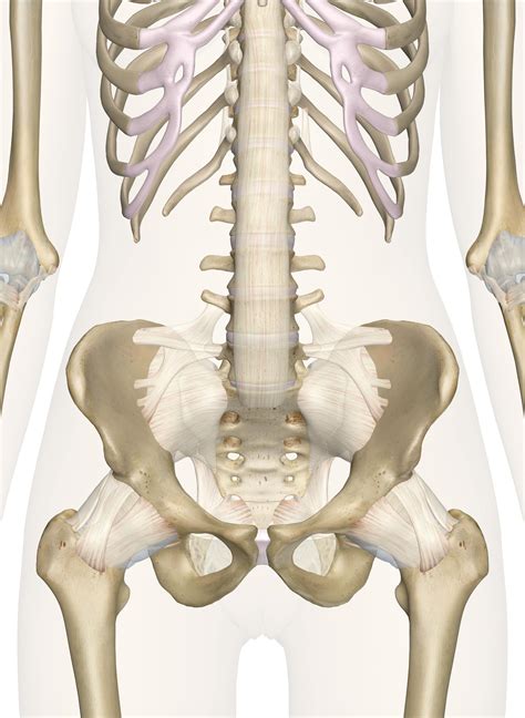 Spine And Pelvis Anatomy | Images and Photos finder