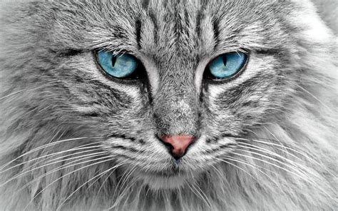 Maine Coon Cat Wallpapers - Top Free Maine Coon Cat Backgrounds - WallpaperAccess