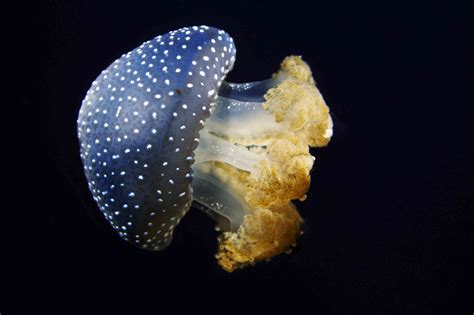 10 Extraordinary Jellyfish Species