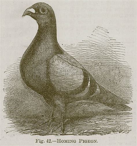 Homing Pigeon stock image | Look and Learn