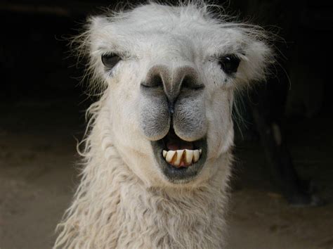 Funny Llama Wallpapers - Top Free Funny Llama Backgrounds - WallpaperAccess