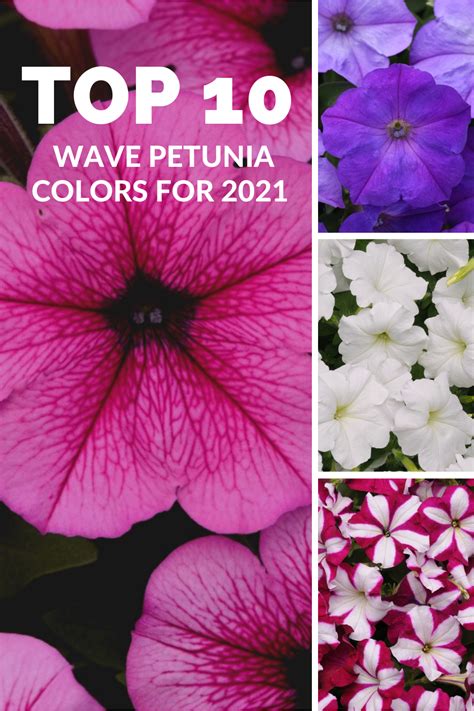 Top 10 Wave Petunia Colors for Your Garden