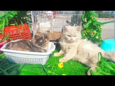 Cute Bunnies playing With Cute Kitten Very Interesting and adorable animals ☺️ - YouTube