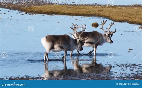 Arctic Wildlife Reindeer Natural Habitat Stock Footage & Videos - 26 Stock Videos