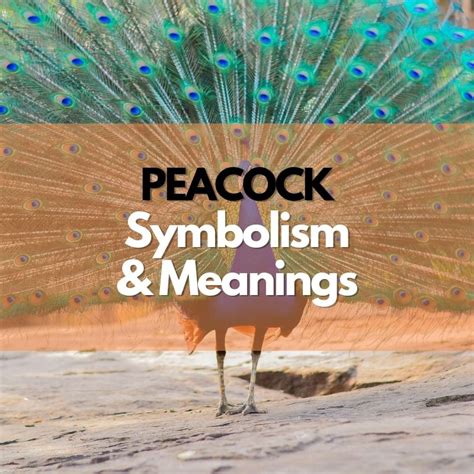 Peacock: Symbolism, Meanings, and History - Symbol Genie