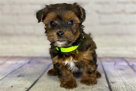 Best Yorkipoos for Sale (Reasonable Adoption Fees) — Crockett Doodles | Yorkie puppies for ...