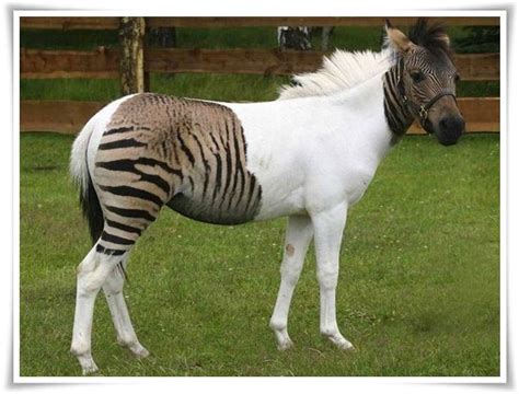 Zorse Most Interesting Facts | Animals Name A To Z