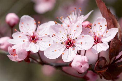 View Meaning Of Sakura Flower Pics