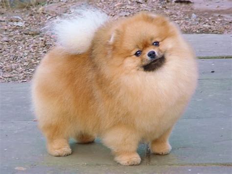 My Ultimate Obsession: Pomeranian: Grooming Cut & Styles