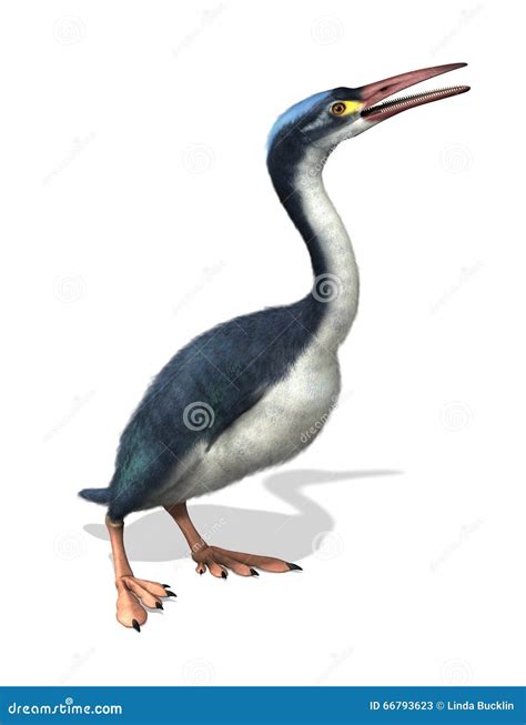 Hesperornis - Prehistoric Bird Stock Illustration - Illustration of ...