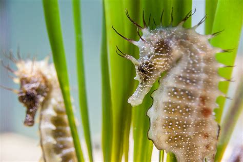 Seahorse breeding programme - Anglesey Sea Zoo