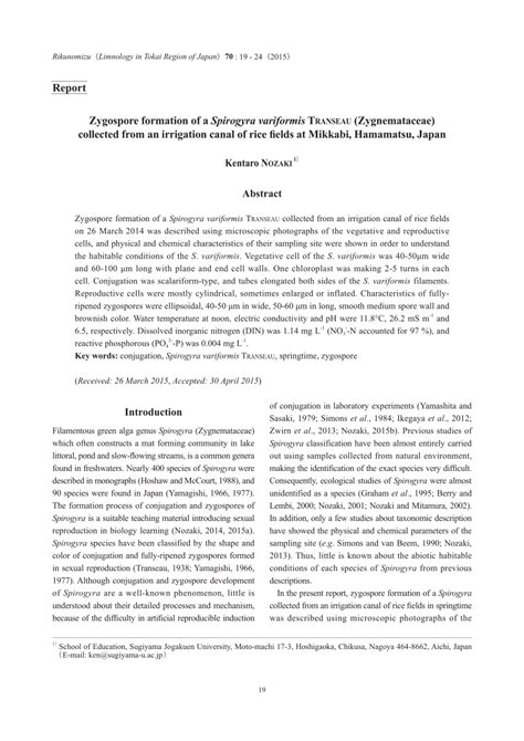 (PDF) Zygospore formation of a Spirogyra variformis TRANSEAU (Zygnemataceae) collected from an ...