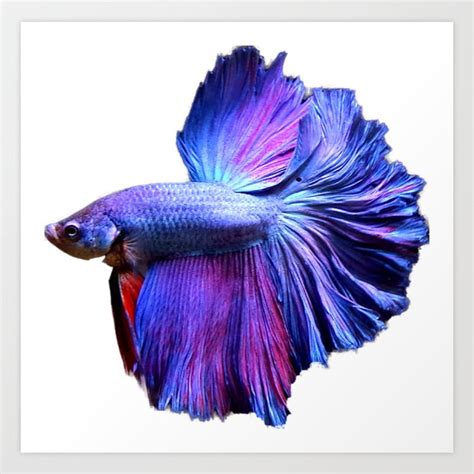 Blue and Purple Halfmoon Betta Fish Art Print by Kiera Smith | Society6