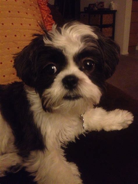 My Avett- a Shih tzu/Maltese mix. | Dog breeds, I love dogs, Shih tzu maltese mix