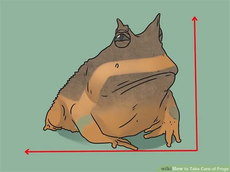 How to Take Care of Frogs: 15 Steps (with Pictures) - wikiHow