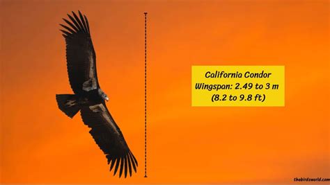 California Condor Wingspan: How Big Is It Compared To Others