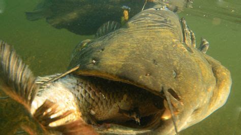 Chernobyl catfish – a unique animal, generated by radiation | Catfish, Deep sea fishing, Carp