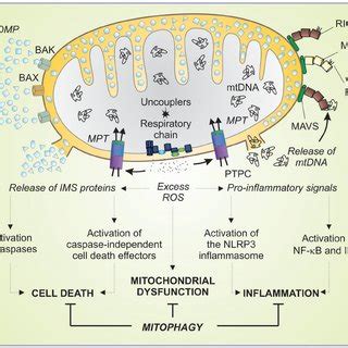 Mechanisms of mitophagy | Download Scientific Diagram