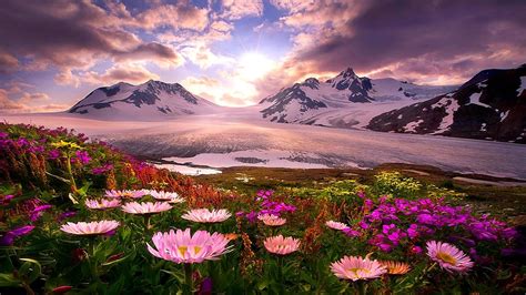 Download Alaska Mountain Flower Earth Nature Spring Image