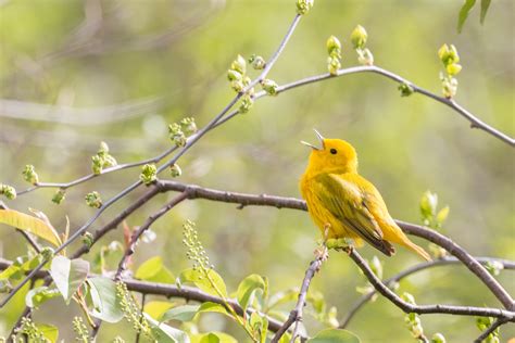 Yellow bird on tree branch, yellow warbler HD wallpaper | Wallpaper Flare