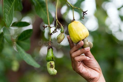 Fresh cashew nuts on tree stock photo. Image of grows - 101021280