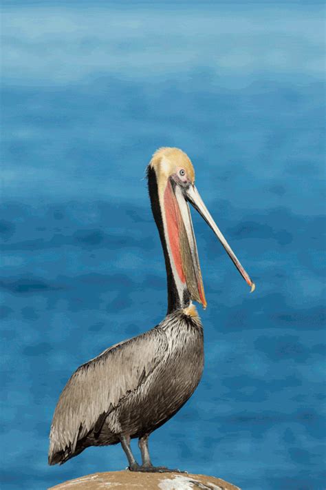 A Pelican's Yawn Is Strange And Frightening