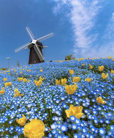 The blue flower fields located in Osaka, Japan » great | SportHumors