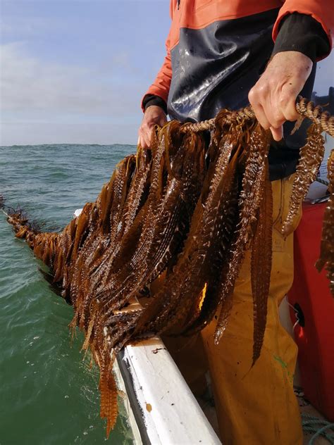 Seaweed farming - RaNTrans: Rapid Reduction of Nutrients in Transitional Waters