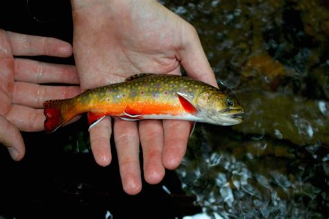 Wild Appalachian Brookie caught yesterday : r/flyfishing