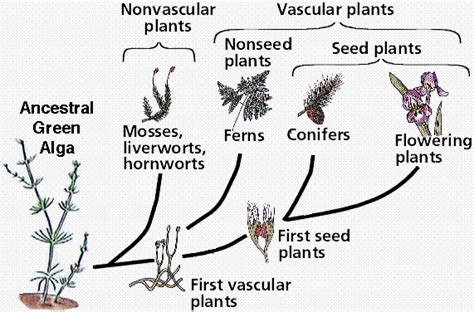 Evolution of plants | Lucky Sci