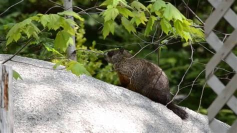 Beginner’s Guide To Groundhogs: Habitat, Diet, Behavior & More