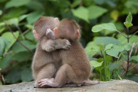 21 Animal hugging pictures (21 pics) | Amazing Creatures