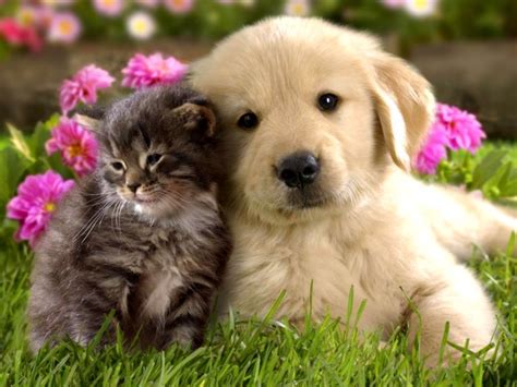 Cute Animal Screensavers | Views Wallpapers