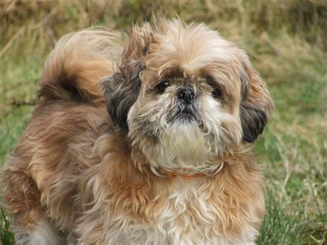 Shih Tzu Grooming - Tips & Styles | Canna-Pet®