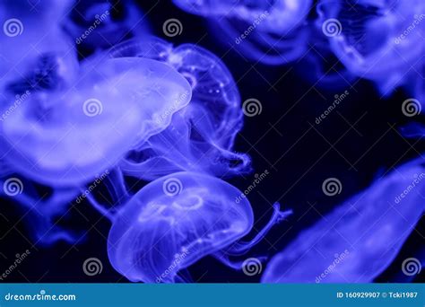 Moon Jellyfish Black Background Underwater Stock Image - Image of invertebrate, natural: 160929907