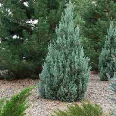 Juniper Moonglow - Koinonia Nursery