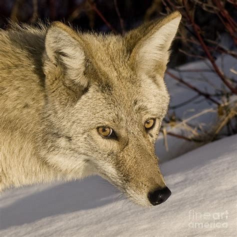 Coyote Closeup Photograph by Dee Cresswell