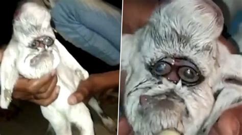 Goat Born With Human-Like Face in Madhya Pradesh; Watch Viral Video of The Mutant Animal That ...