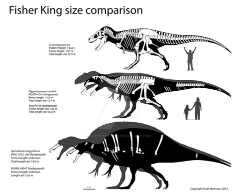 Spinosaurus Size Comparison by ScottHartman on DeviantArt