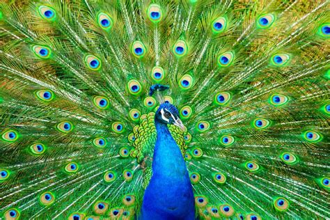 11 Colorful Peacock Facts