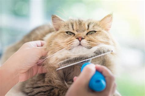 How to Choose the Best Cat Brush I The Discerning Cat