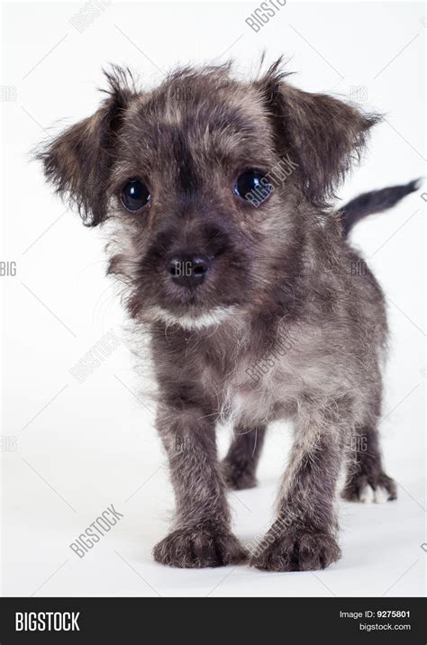 Cute Cutest Mutt Puppies - l2sanpiero