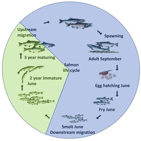 Sockeye Salmon Life Cycle