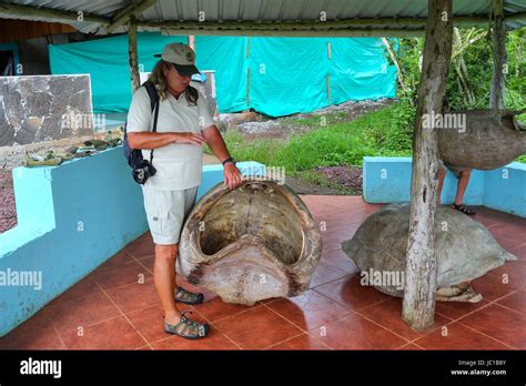 Giant shell hi-res stock photography and images - Alamy