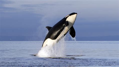 Petition · Seaworld to release ALL captured animals into a sanctuary or back to the wild ...