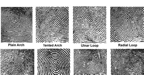 The Secret of Forensics: Fingerprint Patterns