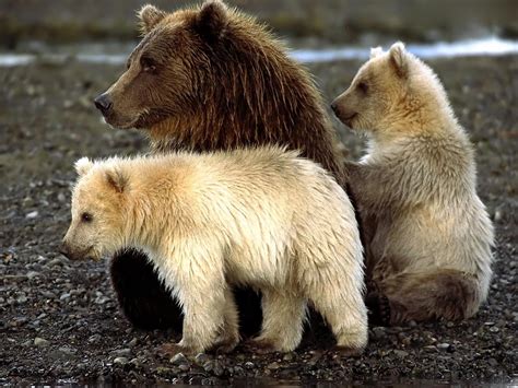 Wallpaper : wildlife, bears, Grizzly bear, cubs, brown bear, fauna, mammal, sit, playful ...