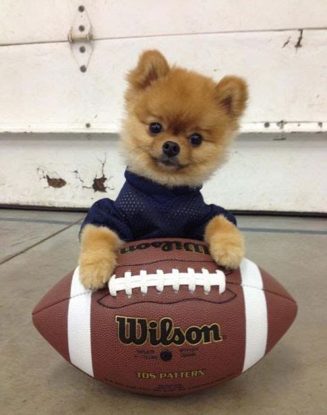 2 Cute Animal Pics: Brutal football playing dog