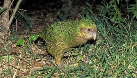 Google makes 'significant' donation to kākāpō conservation | Newshub