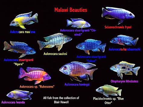 All African Cichlid Species African Cichlids Lake